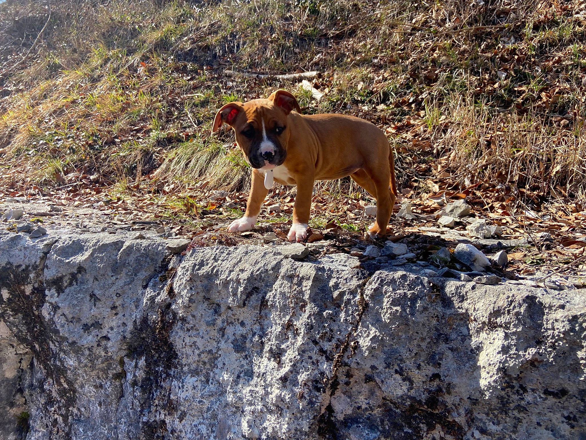 Chica participe au concours pour gagner de l'argent avec cette photo : adventure, canidae, carnivore, dog, dog_breed, fawn, hunting_dog, mammal, rock, sporting_group