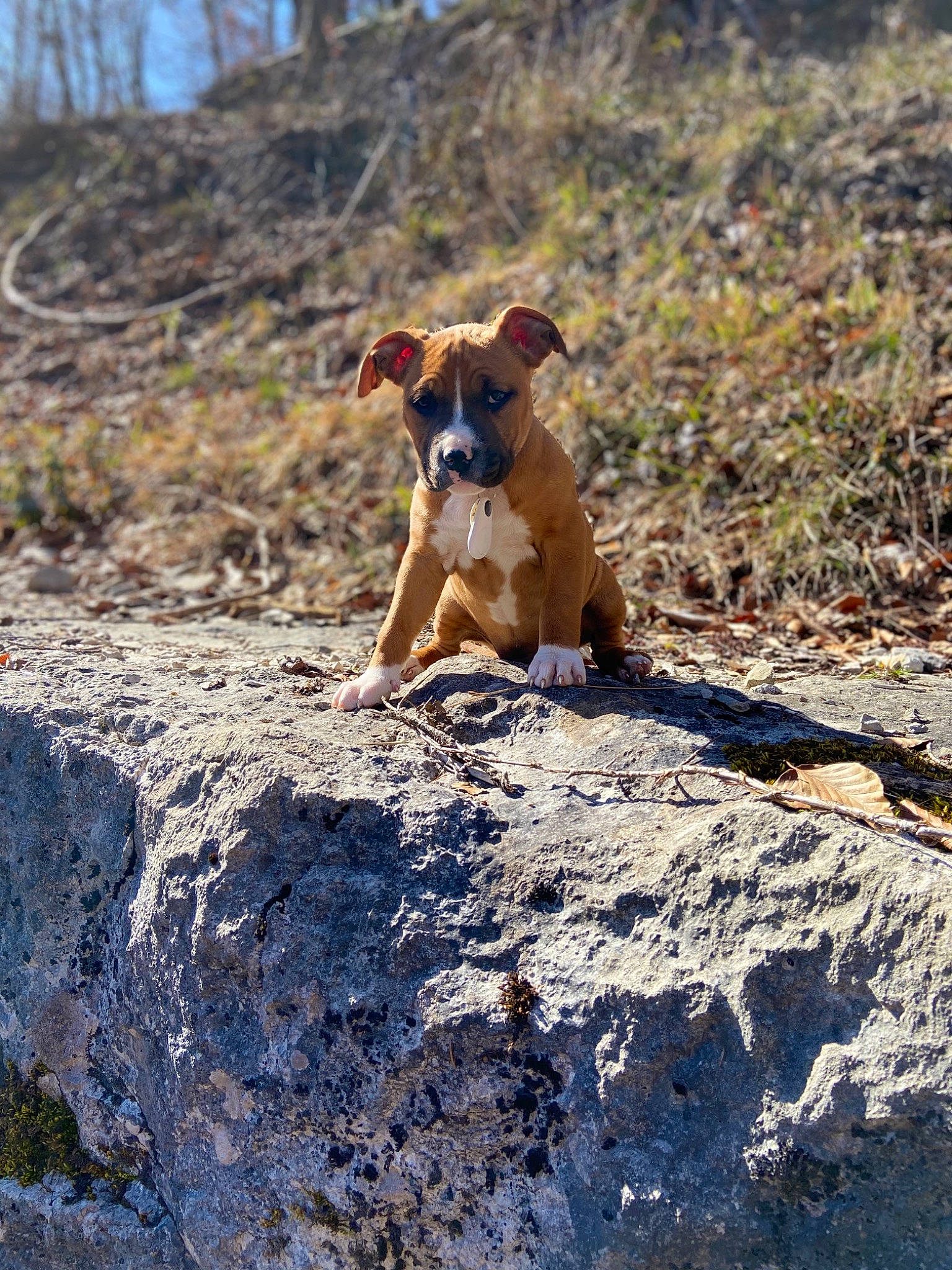 Chica a rejoint le concours — aidez-le/la à gagner de superbes lots ! adventure, canidae, carnivore, dog, dog_breed, fawn, feist, hunting_dog, mammal, plant, sporting_group