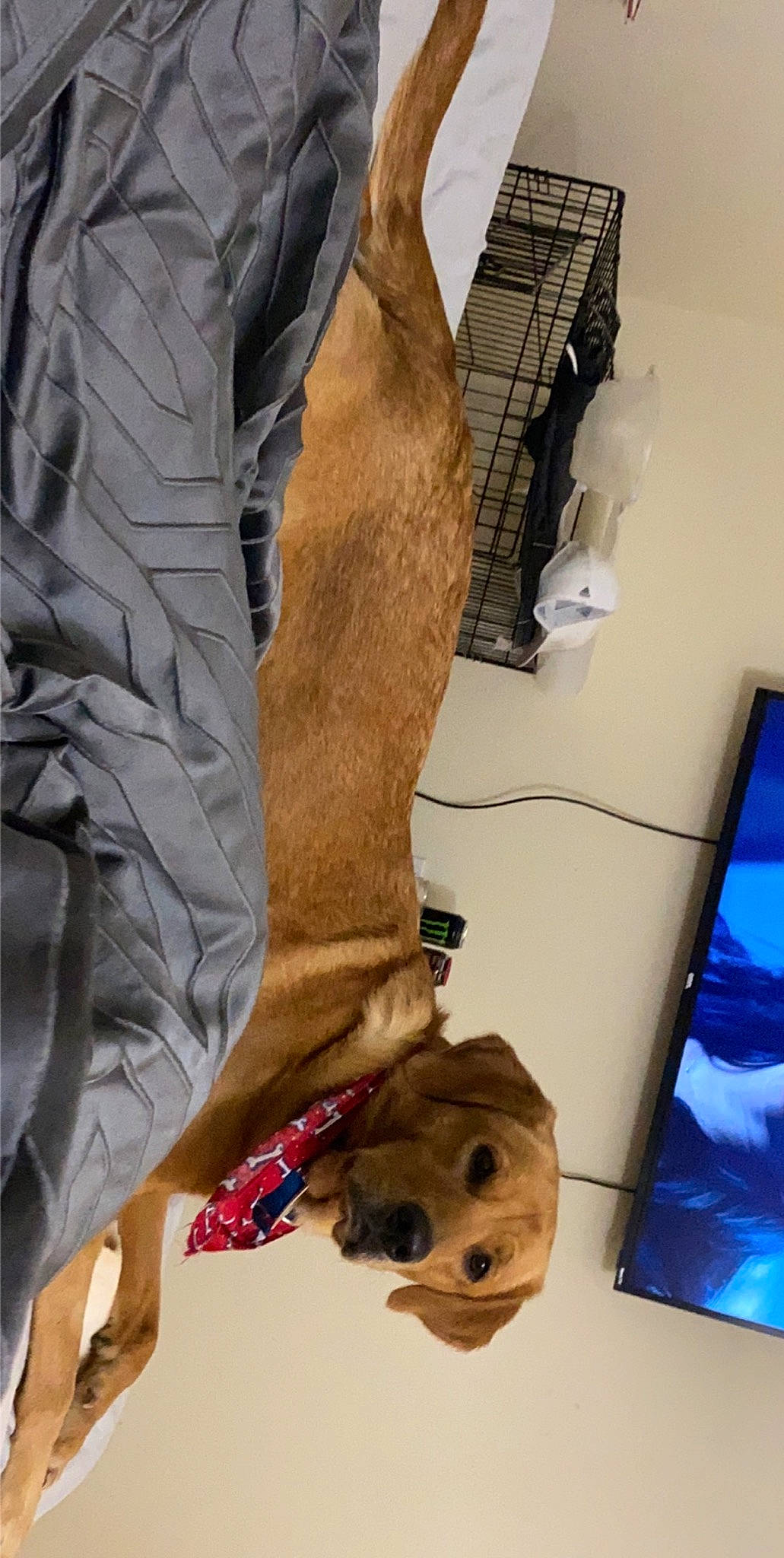 Amara joined the competition — help win amazing prizes! canidae, dog_breed, fawn, snout