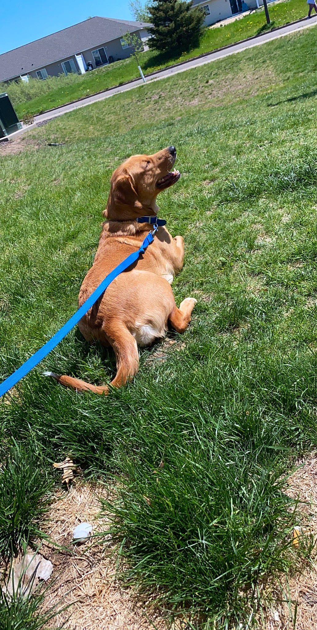 Amara is registered to the contest to win money with this photo: boerboel, broholmer, canidae, carnivore, dog, dog_breed, fawn, grass, hound, leash, mammal, rhodesian_ridgeback, sporting_group, tosa, vertebrate, vizsla