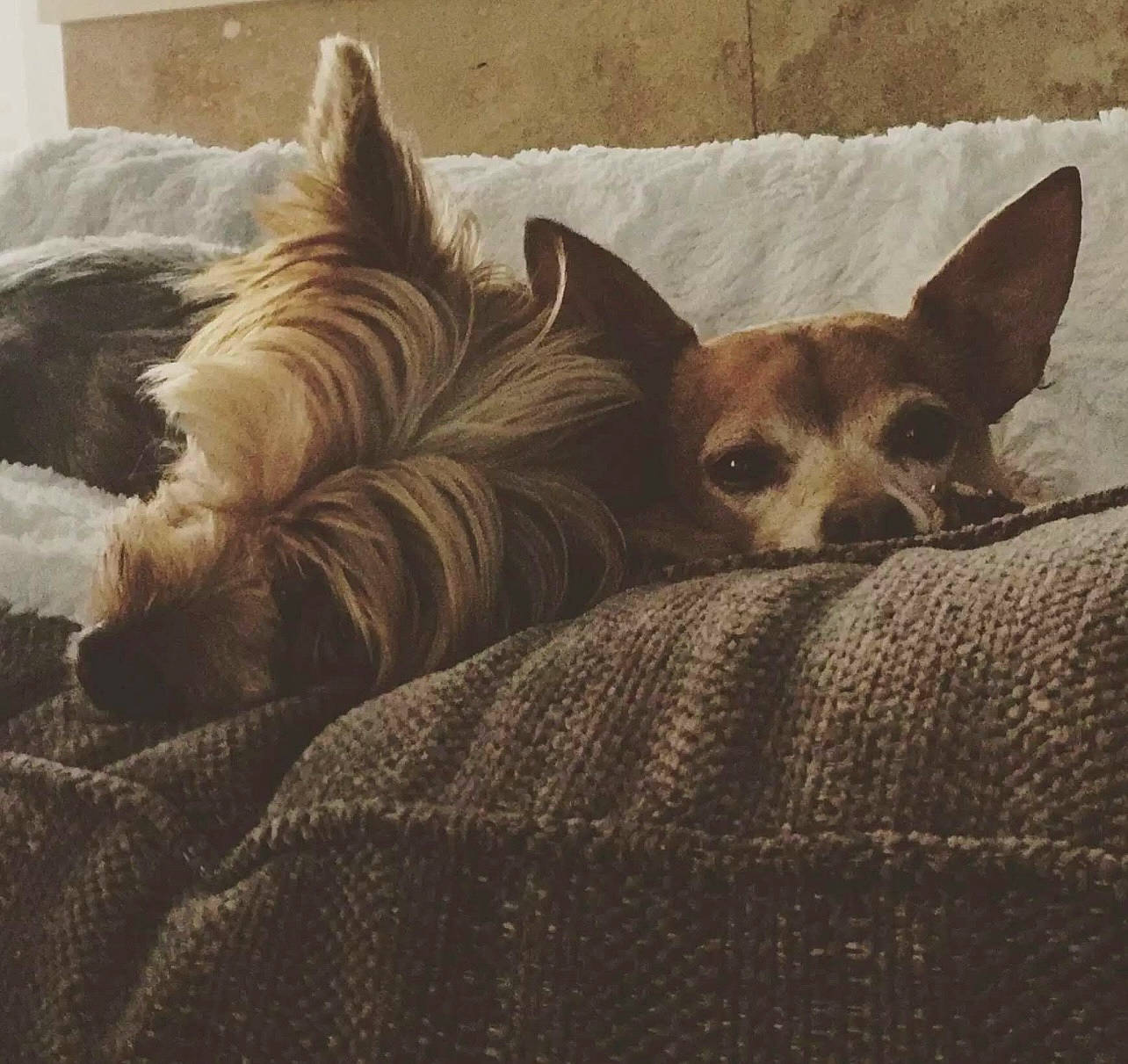 Louie joined the competition — help win amazing prizes! bedding, canidae, carnivore, comfort, companion_dog, corgi_chihuahua, couch, dog, dog_breed, fawn, fur, linens, nap, sleep, snout, sporting_group, terrestrial_animal, toy_dog, whiskers, wildlife