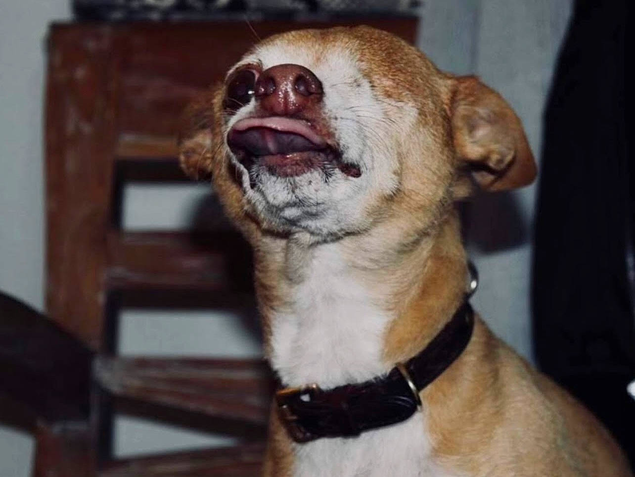 Louie joined the competition — help win amazing prizes! canidae, carnivore, collar, companion_dog, dog, dog_breed, dog_collar, dog_supply, fawn, fur, leash, non_sporting_group, pet_supply, snout, sporting_group, terrestrial_animal, toy_dog, whiskers, working_animal, wrinkle