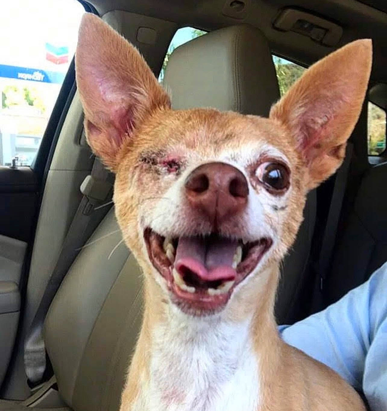 Louie joined the competition — help win amazing prizes! carnivore, chihuahua, companion_dog, dog, dog_breed, ear, fawn, fur, glasses, jaw, mammal, smile, snout, sporting_group, toy_dog, vehicle_door, whiskers, window, windshield, working_animal