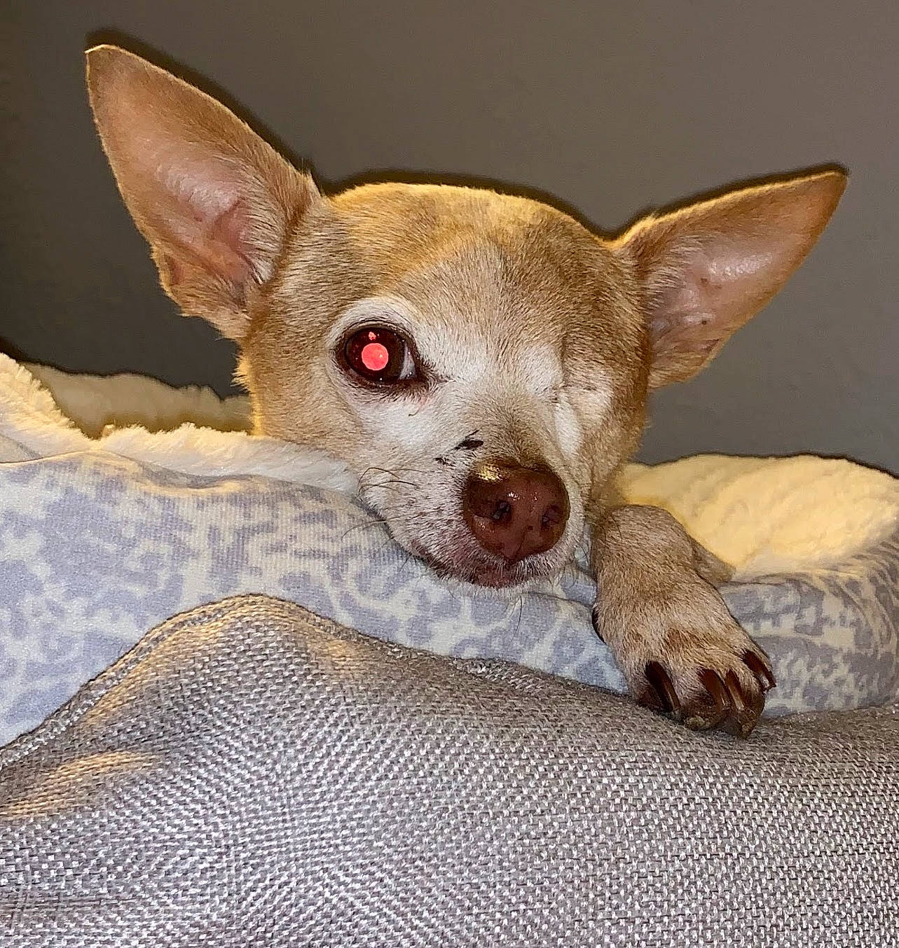 Louie joined the competition — help win amazing prizes! canidae, carnivore, comfort, companion_dog, corgi_chihuahua, dog, dog_breed, ear, fawn, fur, paw, snout, terrestrial_animal, toy_dog, whiskers, wildlife