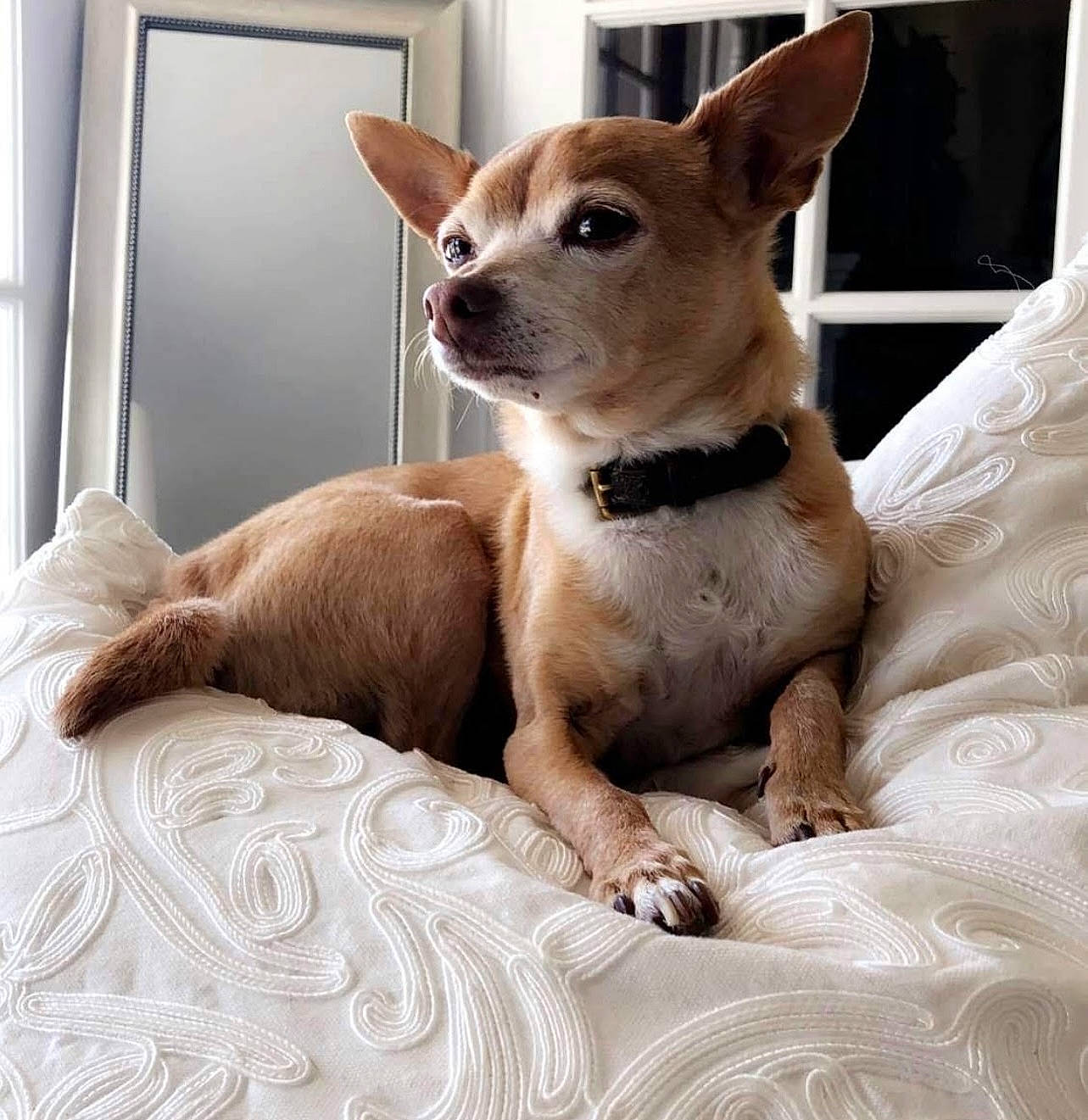 Louie joined the competition — help win amazing prizes! canidae, carnivore, chihuahua, collar, comfort, companion_dog, corgi_chihuahua, dog, dog_breed, dog_supply, ear, fawn, fur, small_terrier, snout, sporting_group, terrestrial_animal, toy_dog, whiskers, working_animal