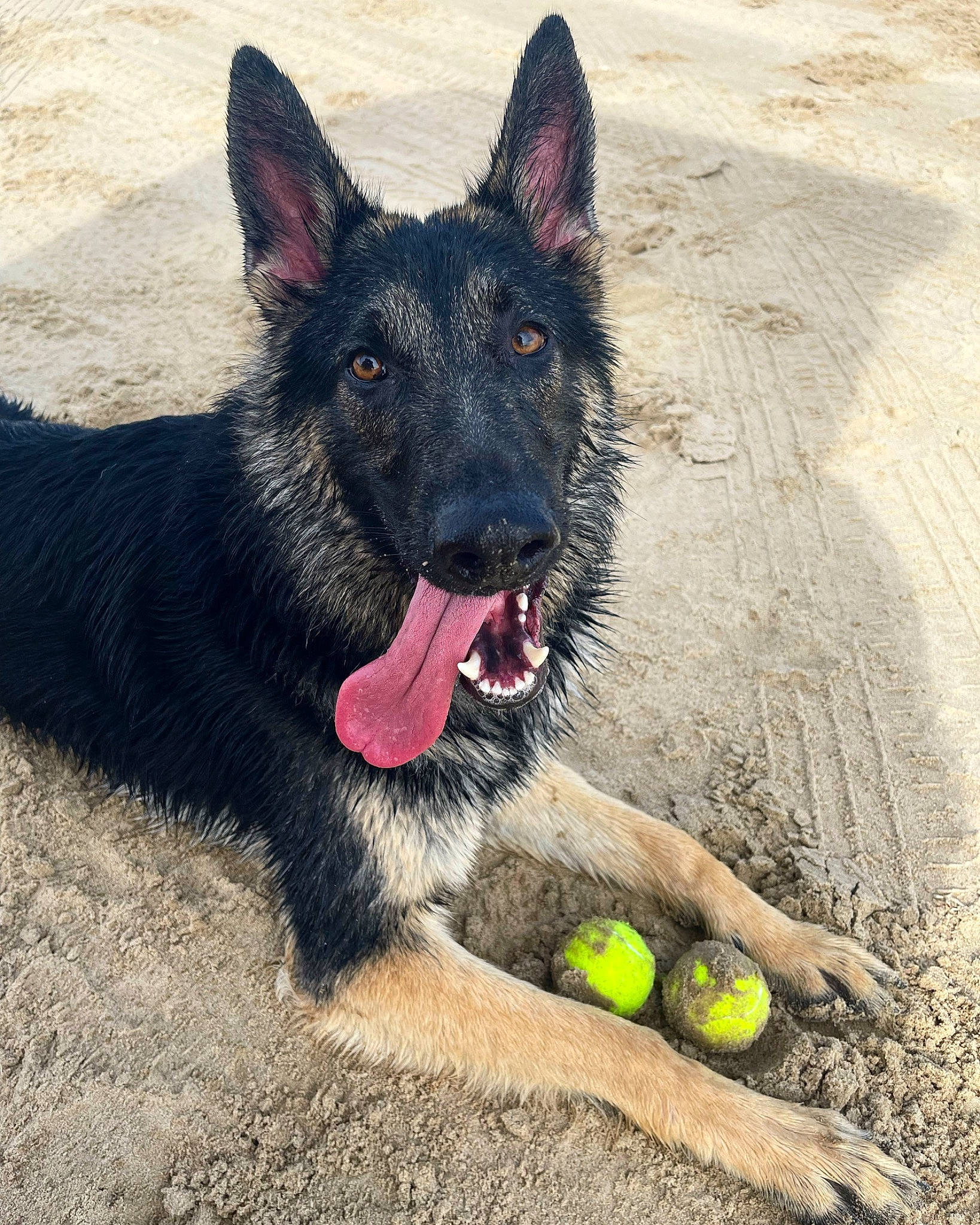 Ranger joined the competition — help win amazing prizes! ball, biting, canidae, carnivore, dog, dog_breed, fruit, herding_dog, king_shepherd, old_german_shepherd_dog, snout, sporting_group, tennis_ball, working_dog