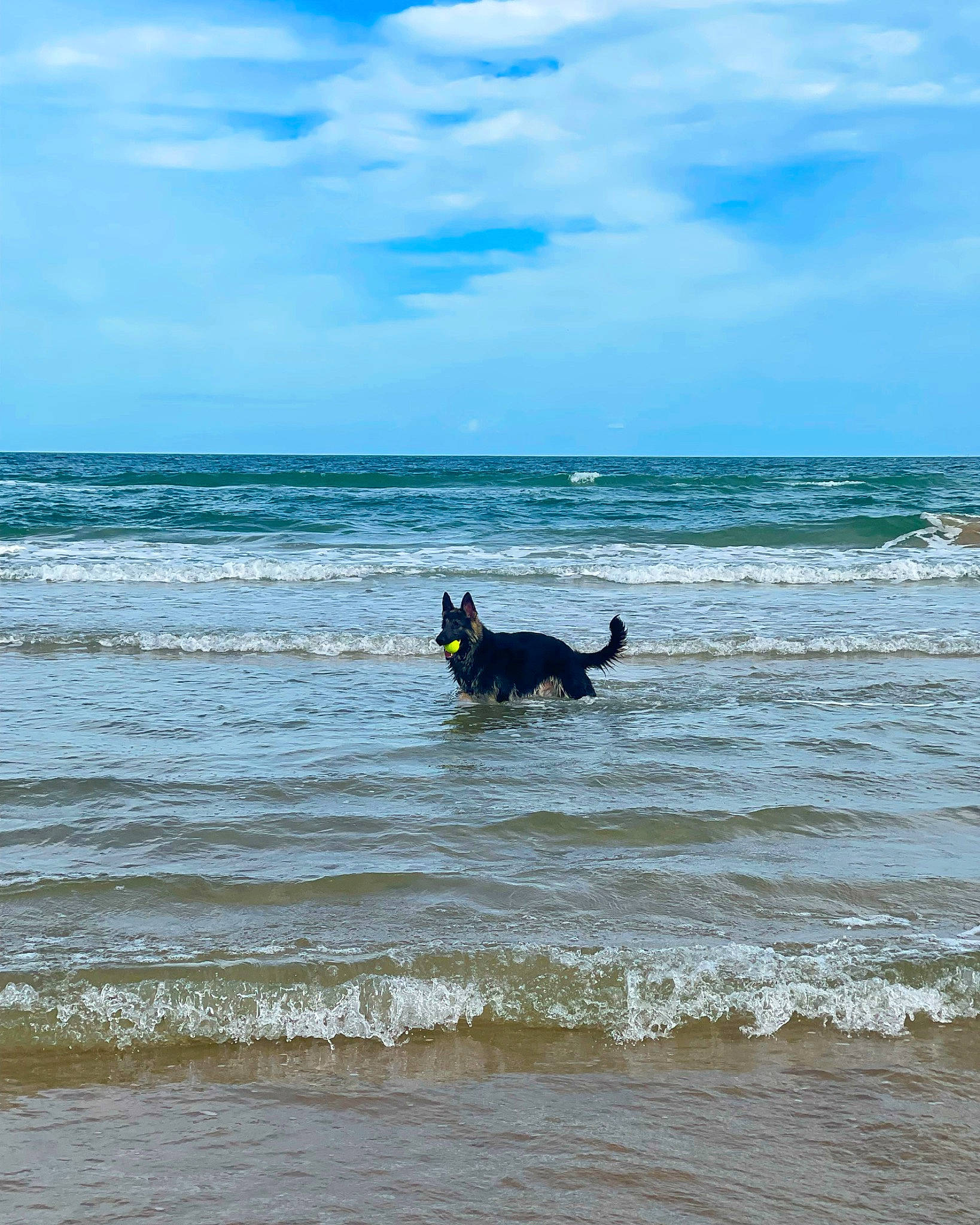 Ranger is registered to the contest to win money with this photo: beach, blue, canidae, carnivore, cloud, dog, dog_breed, herding_dog, horizon, lake, landscape, leisure, ocean, sand, sky, sporting_group, water, wave, wind, wind_wave