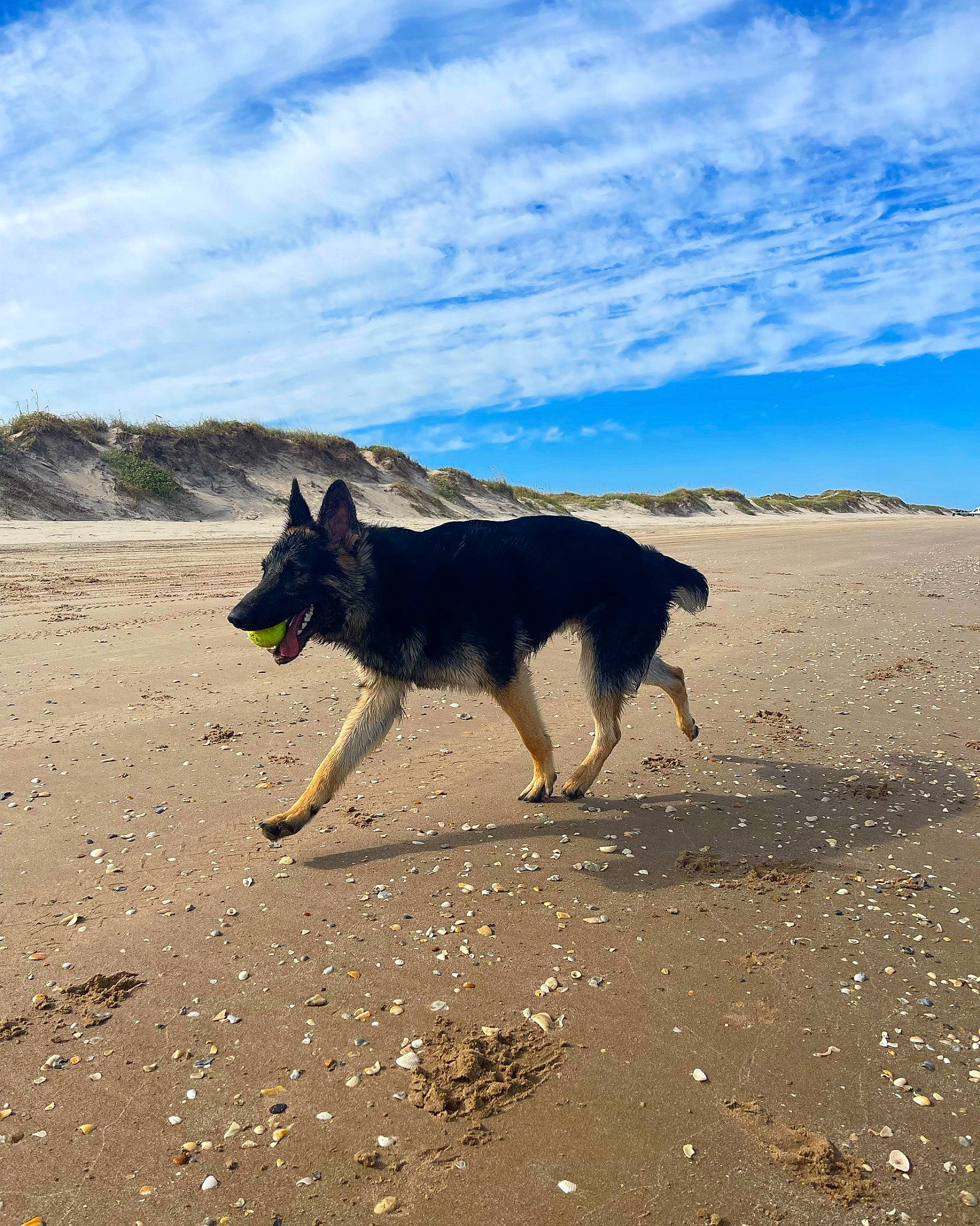 Ranger joined the competition — help win amazing prizes! beach, carnivore, cloud, coast, dog, dog_breed, evening, german_shepherd_dog, herding_dog, horizon, landscape, ocean, rock, shadow, shore, sky, sporting_group, wave, wind_wave, working_animal
