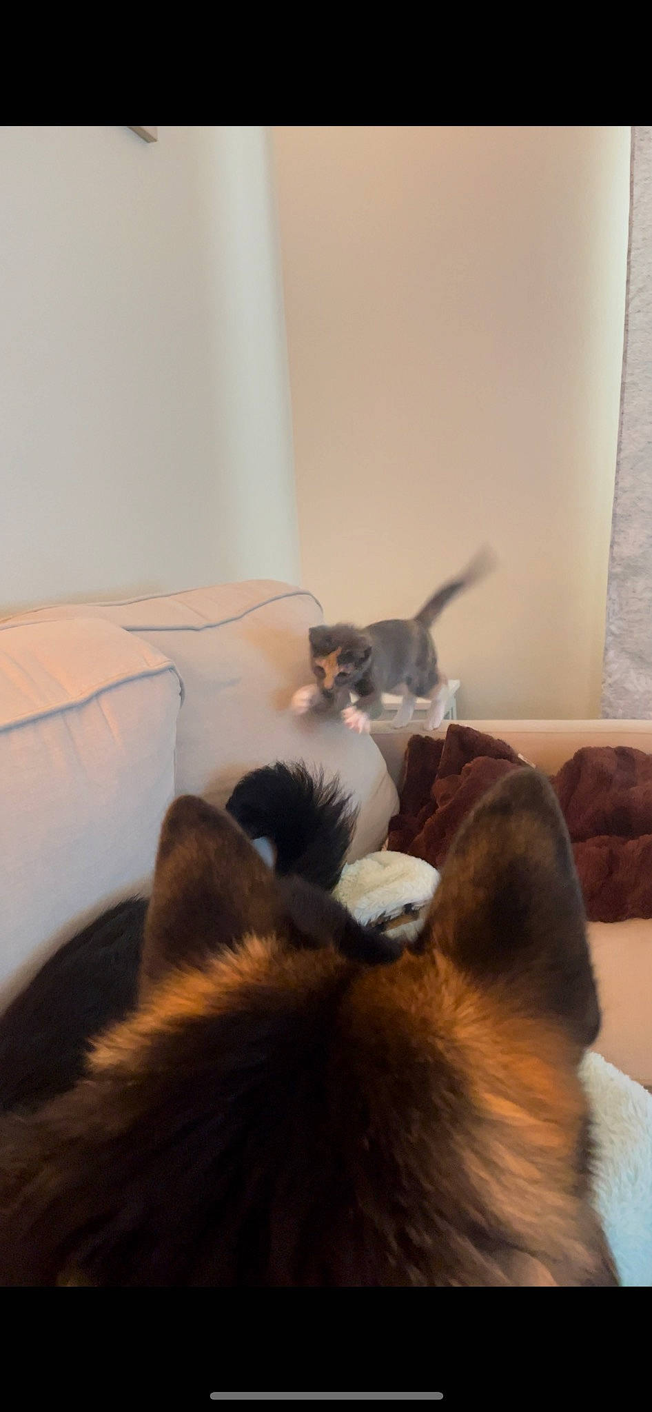 Mouse is registered to the contest to win money with this photo: carnivore, cat, comfort, companion_dog, dog_breed, domestic_short_haired_cat, ear, fawn, felidae, fur, hardwood, mammal, paw, room, siamese, small_to_medium_sized_cats, tail, thai, whiskers, wood