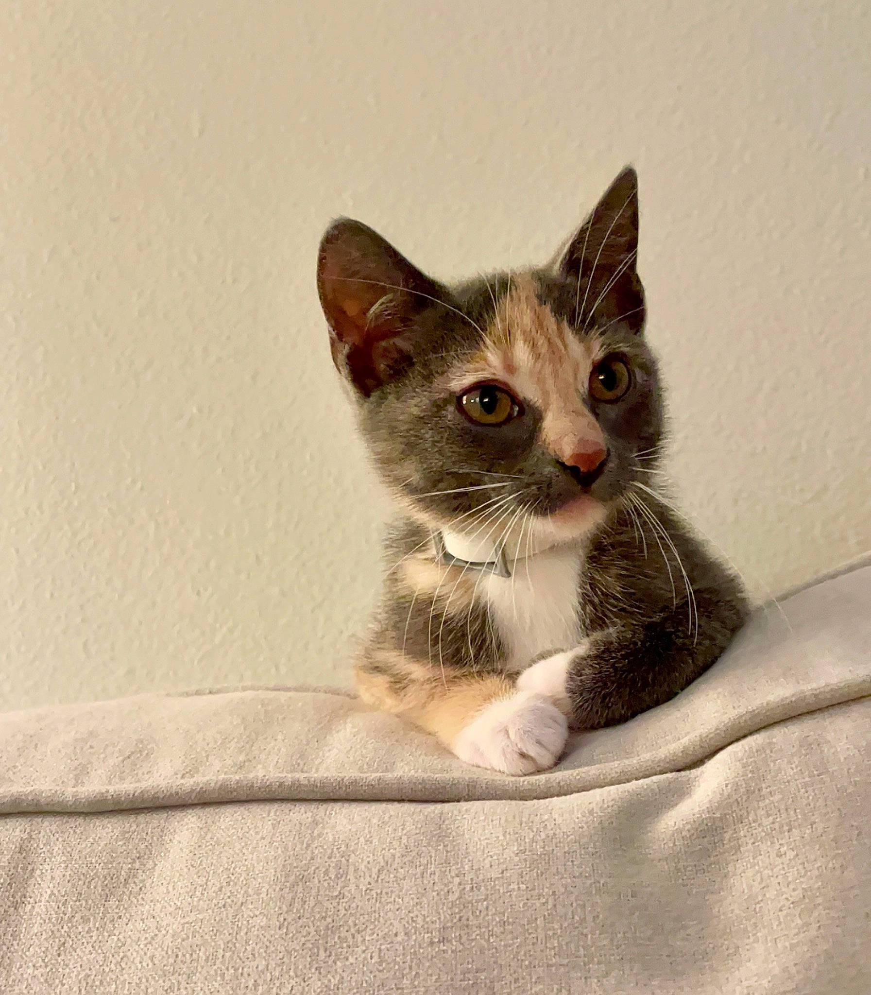 Mouse joined the competition — help win amazing prizes! box, carnivore, cat, cat_supply, comfort, domestic_short_haired_cat, felidae, fur, linens, paw, small_to_medium_sized_cats, snout, tail, whiskers