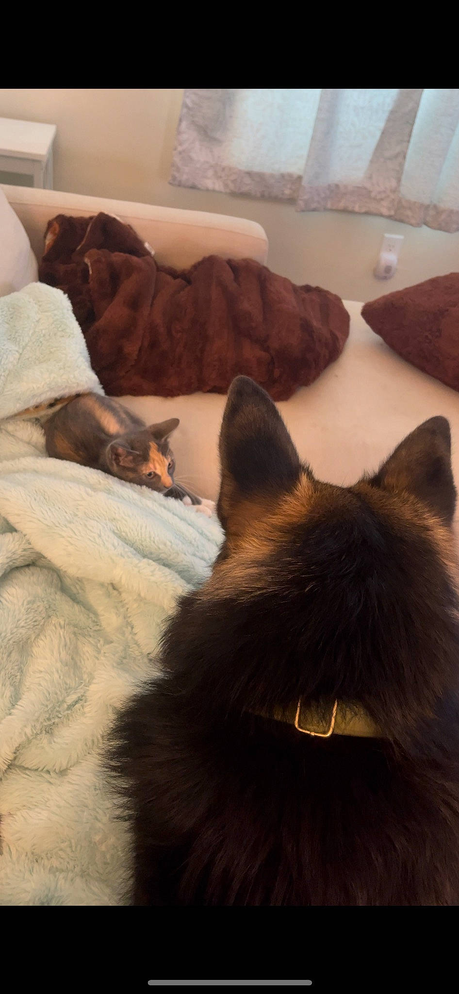 Mouse is registered to the contest to win money with this photo: brown, canidae, carnivore, cat, comfort, companion_dog, dog_breed, domestic_short_haired_cat, fawn, felidae, fur, linens, liver, room, siamese, small_to_medium_sized_cats, snout, tail, tints_and_shades, whiskers