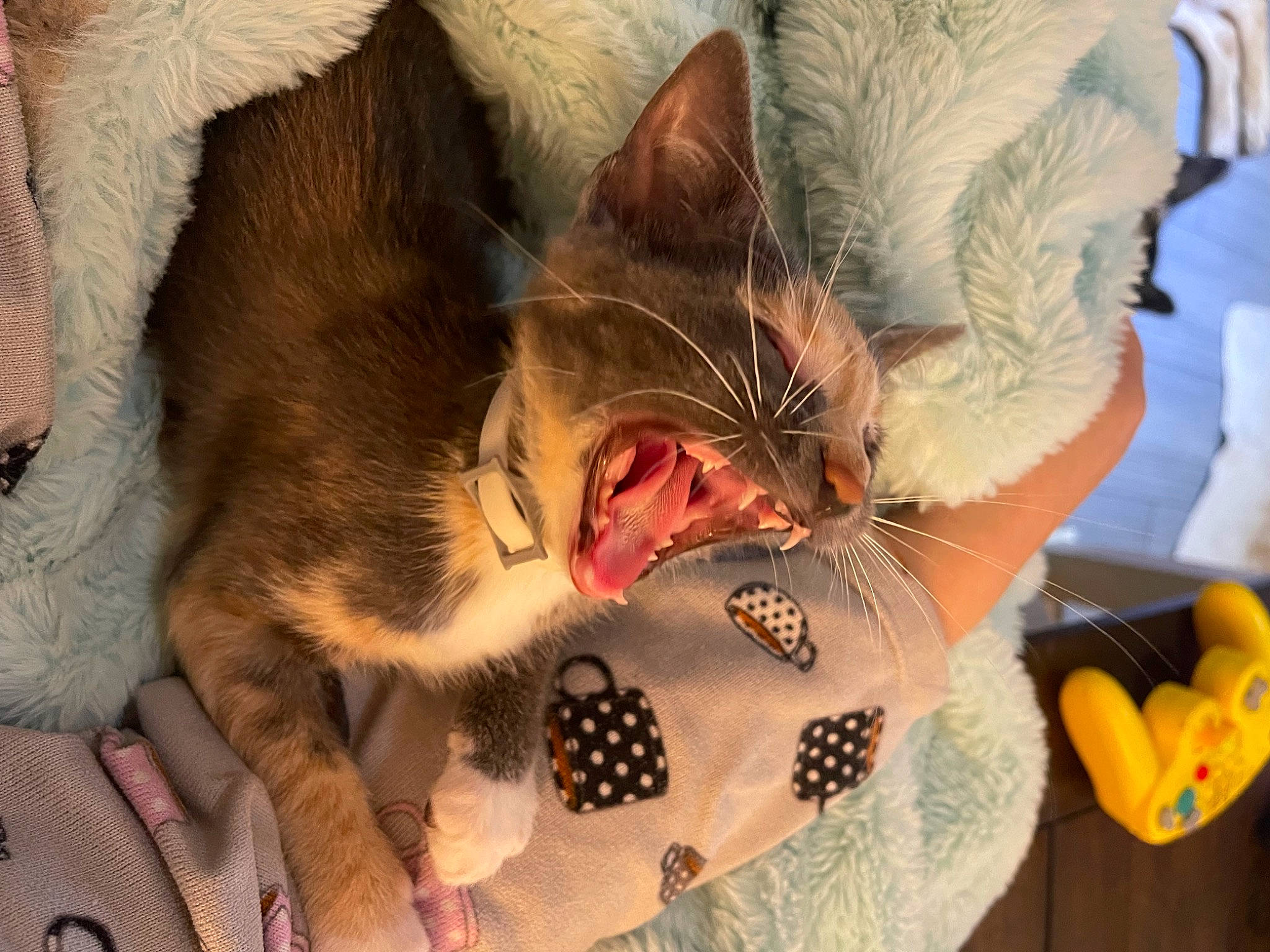 Mouse is registered to the contest to win money with this photo: carnivore, cat, claw, comfort, domestic_short_haired_cat, fang, fawn, felidae, fur, gesture, happy, jaw, nap, pattern, paw, small_to_medium_sized_cats, snout, tail, whiskers, yawn