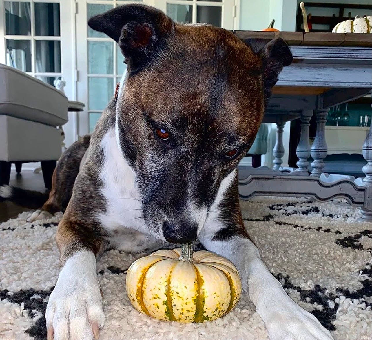 Riley is registered to the contest to win money with this photo: carnivore, collar, companion_dog, corn, corn_kernels, dog, dog_breed, dog_collar, dog_supply, fawn, natural_foods, pet_supply, snout, sporting_group, staple_food, terrestrial_animal, terrier, whiskers, window, working_animal