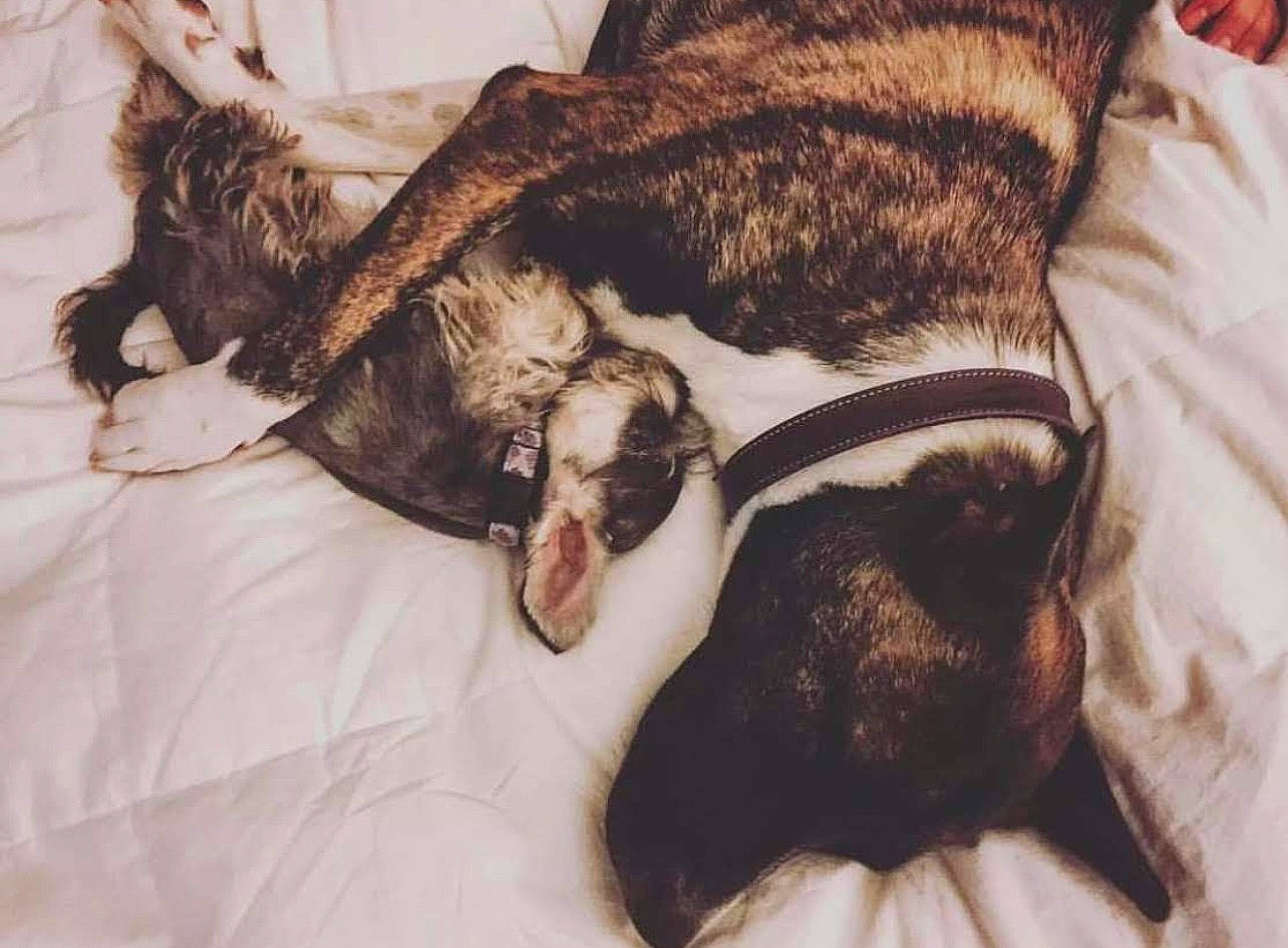 Riley is registered to the contest to win money with this photo: canidae, carnivore, cat, claw, comfort, companion_dog, dog, dog_breed, domestic_short_haired_cat, ear, fawn, felidae, fur, paw, small_to_medium_sized_cats, snout, sporting_group, tail, terrestrial_animal, whiskers