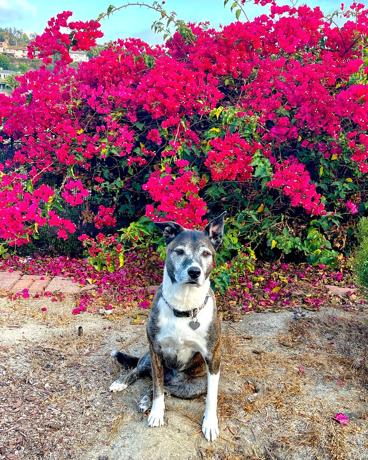 Riley joined the competition — help win amazing prizes! annual_plant, blossom, carnivore, dog, dog_breed, flower, flowering_plant, garden, grass, groundcover, landscape, leaf, magenta, natural_landscape, petal, plant, shrub, sky, soil, walking