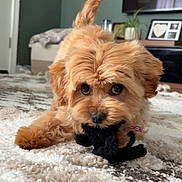 Mochi is registered to the contest to win money with this photo: adorable, big_eyes, brown_fur, carpet, close_up, dog, framed_photo, furniture, heart_frame, indoor, living_room, pet, plant, playful, plush_toy, puppy, rug, small_dog, toy, tv