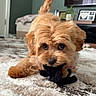 adorable, big_eyes, brown_fur, carpet, close_up, dog, framed_photo, furniture, heart_frame, indoor, living_room, pet, plant, playful, plush_toy, puppy, rug, small_dog, toy, tv