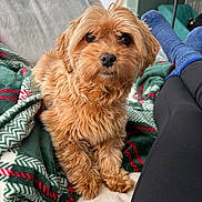 Mochi is registered to the contest to win money with this photo: blanket, brown_dog, carpet, companion, couch, cozy, cute, dog, domestic_animal, fluffy, furniture, indoors, legs, living_room, pet, portrait, relaxing, resting, snuggle, socks