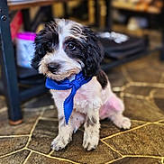 Ozzy is registered to the contest to win money with this photo: puppy, dog, blue_scarf, black_and_white, sitting, floor, stone_floor, indoor, pet, cute, fur, animal, young_dog, portrait, looking_away, adorable, small_dog, domestic_animal, companion, fluffy