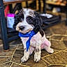 puppy, dog, blue_scarf, black_and_white, sitting, floor, stone_floor, indoor, pet, cute, fur, animal, young_dog, portrait, looking_away, adorable, small_dog, domestic_animal, companion, fluffy