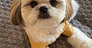 Milo joined the competition — help win amazing prizes! adorable, animal, blanket, companion, cozy, cute, dog, fluffy, friendly, fur, home, indoor, looking_up, lying_down, paw, pet, portrait, small_dog, tail, yellow_sweater