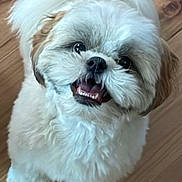 Milo is registered to the contest to win money with this photo: adorable, animal, canine, companion, cute, dog, domestic_animal, fluffy, friendly, fur, happy, indoor, looking_up, pet, playful, small_dog, smiling, tan_fur, white_fur, wooden_floor