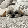 Milo joined the competition — help win amazing prizes! animal, beige, closeup, comfort, couch, cozy, cute, dog, face, fluffy, fur, home, indoors, lying_down, pet, pillow, relaxed, resting, sleepy, small_dog