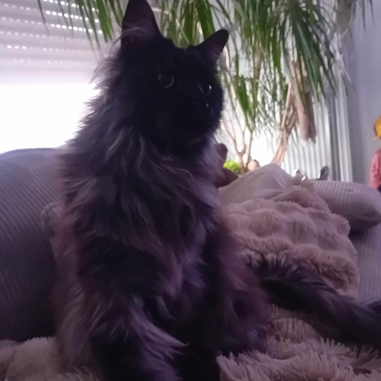 Tess a rejoint le concours — aidez-le/la à gagner de superbes lots ! accessories, angora, animal, blackcat, blanket, cat, couch, cushion, featherboa, furniture, homedecor, indoors, interiordesign, kitten, manx, person, pet, plant, pottedplant