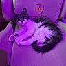 cat, closeup, cozy, cute, domestic_animal, feline, fluffy, fur, gaming_chair, indoor, kitten, leather_chair, looking, paw, pet, purple_light, relaxed, sitting, whiskers, young_animal