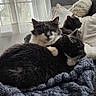 black, blanket, cat, cats, couch, cozy, curtain, domestic_animal, feline, fur, gray, home, indoor, natural_light, pet, pillow, relaxing, resting, white, window