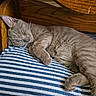 Apollo is registered to the contest to win money with this photo: