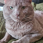 Apollo is registered to the contest to win money with this photo: cat, gray_cat, pet, animal, feline, whiskers, green_blanket, bedroom, indoor, resting, fur, close_up, relaxed, cute, domestic_cat, soft_light, portrait, paw, head, eyes