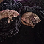 Apollo is registered to the contest to win money with this photo: animal, bed, black_blanket, blanket, cat, cats, cozy, curled_up, feline, fur, home, indoor, nap, pets, quiet, relaxation, resting, sleeping, soft, two_animals
