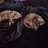 animal, bed, black_blanket, blanket, cat, cats, cozy, curled_up, feline, fur, home, indoor, nap, pets, quiet, relaxation, resting, sleeping, soft, two_animals