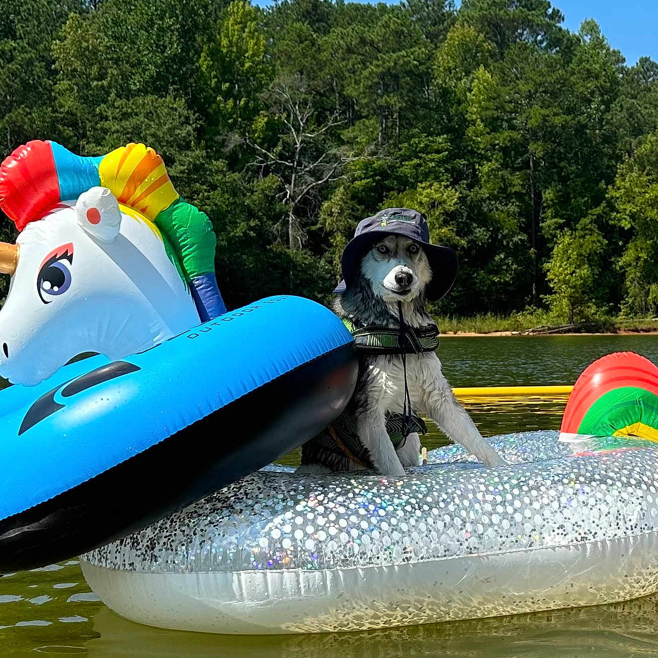 Napoleon Oswald joined the competition — help win amazing prizes! adult, animal, boat, canine, clothing, dog, female, grass, inflatable, outdoors, person, pet, plant, transportation, tree, tubing, vegetation, vest, water, woman