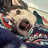 Napoleon Oswald is registered to the contest to win money with this photo: animal, baby, blanket, bodypart, canine, cat, dog, eskimodog, face, head, hound, husky, mouth, person, pet, photography, portrait, puppy, quilt, sleeping