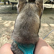 Napoleon Oswald joined the competition — help win amazing prizes! accessories, animal, canine, cat, city, clothing, coyote, dog, footwear, grass, husky, outdoors, person, pet, plant, puppy, sandal, strap, transportation, vehicle