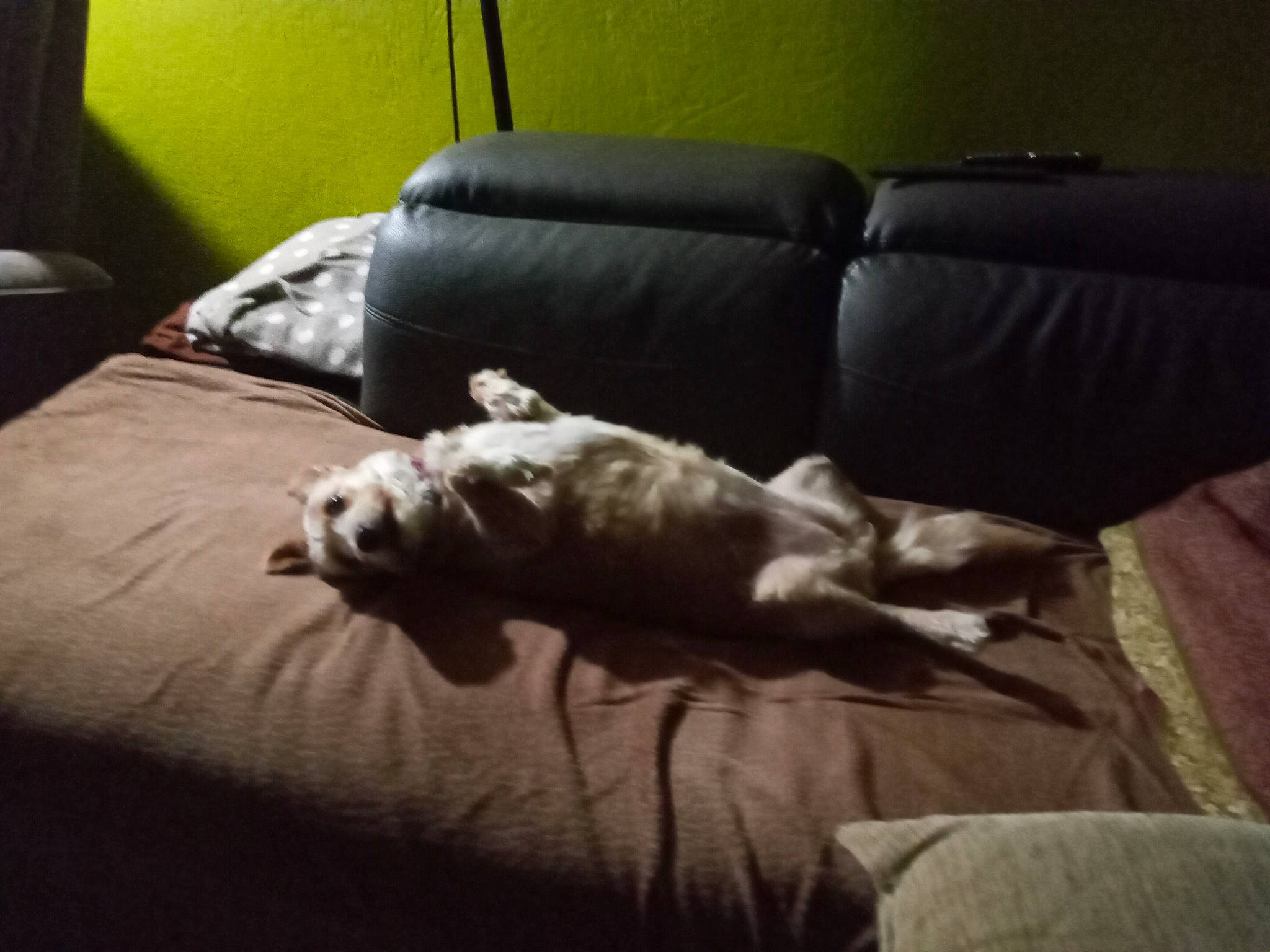 Choukette a rejoint le concours — aidez-le/la à gagner de superbes lots ! bedtime, boston_terrier, canidae, carnivore, comfort, companion_dog, couch, dog, dog_breed, furniture, nap, non_sporting_group, puppy, room, sleep, sporting_group