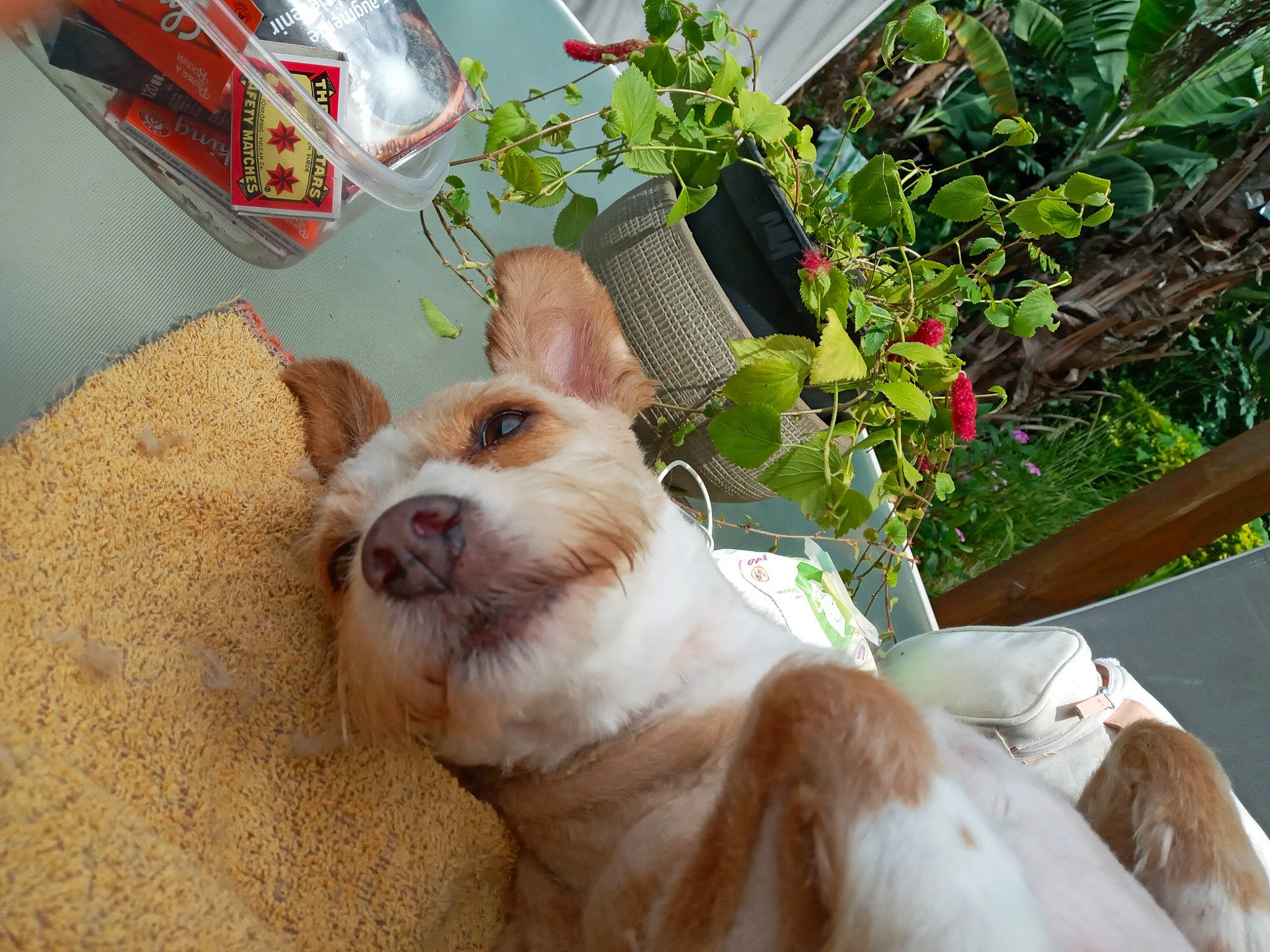 Choukette a rejoint le concours — aidez-le/la à gagner de superbes lots ! canidae, carnivore, companion_dog, dog, dog_breed, fawn, mammal, sporting_group