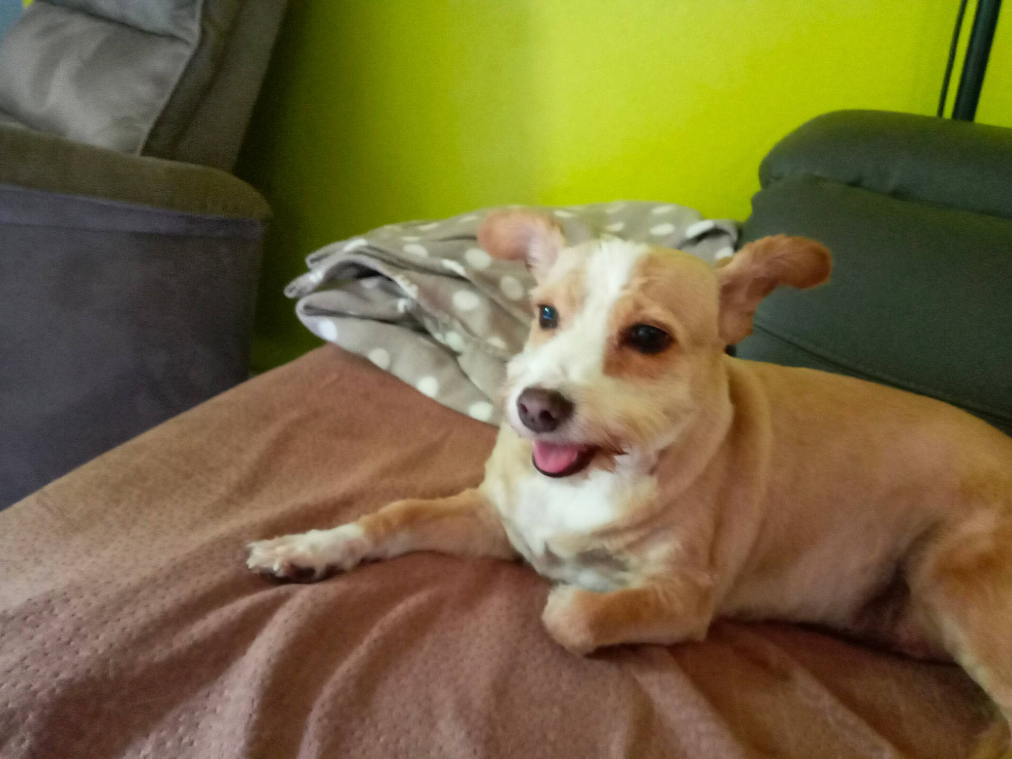 Choukette a rejoint le concours — aidez-le/la à gagner de superbes lots ! canidae, cardigan_welsh_corgi, carnivore, chihuahua, companion_dog, corgi_chihuahua, dog, dog_breed, ear, fawn, mammal, pembroke_welsh_corgi, puppy, rare_breed_dog, snout, vertebrate, welsh_corgi, whiskers