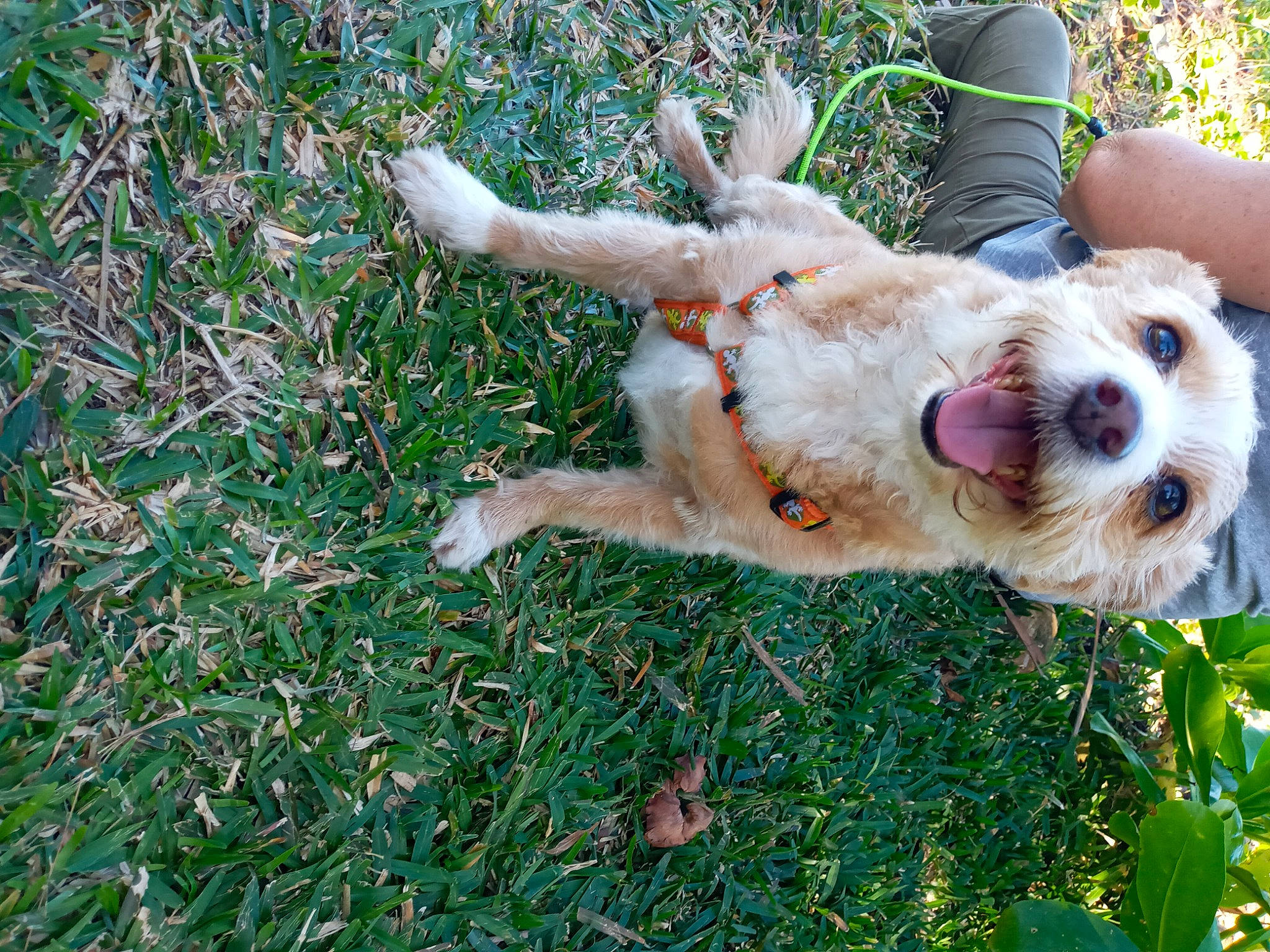 Choukette a rejoint le concours — aidez-le/la à gagner de superbes lots ! canidae, carnivore, cocker_spaniel, companion_dog, dog, dog_breed, english_setter, grass, hunting_dog, mammal, petit_basset_griffon_vendeen, spinone_italiano, sporting_group, vertebrate