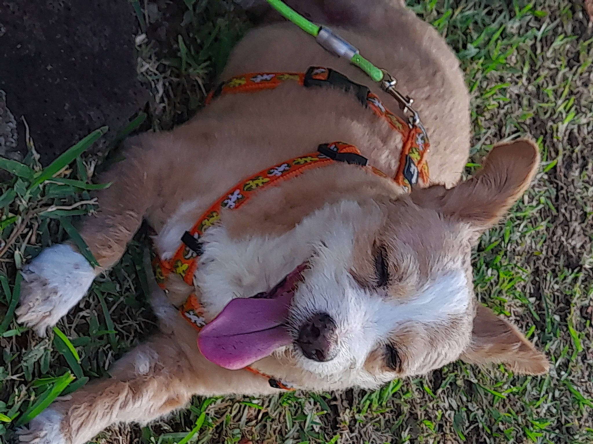 Choukette a rejoint le concours — aidez-le/la à gagner de superbes lots ! aircraft, canidae, carnivore, collar, companion_dog, dog, dog_breed, dog_collar, dog_supply, fawn, grass, leash, paw, plant, snout, sporting_group, tail, terrestrial_animal, whiskers, wing