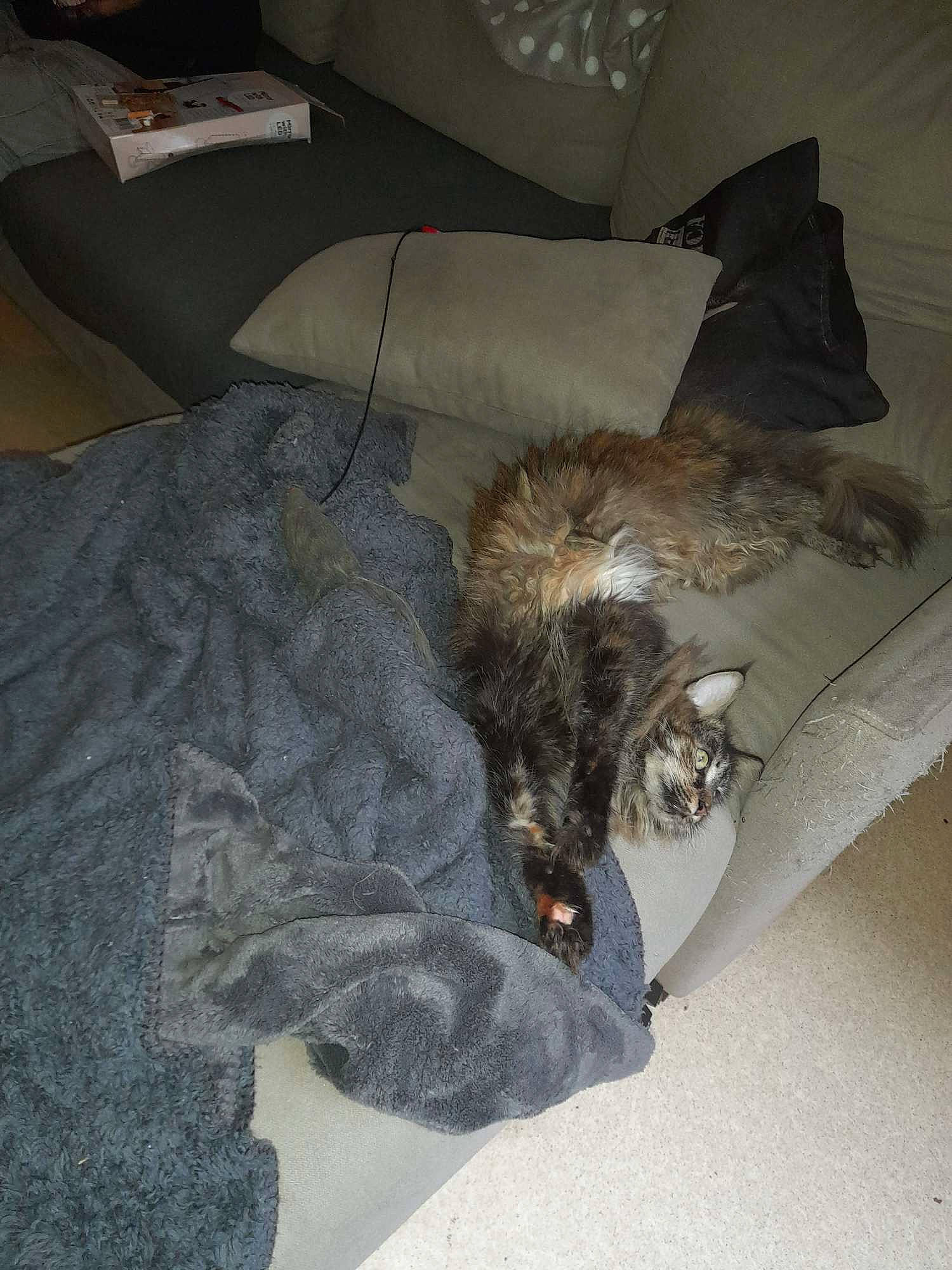 Tess a rejoint le concours — aidez-le/la à gagner de superbes lots ! bedding, canidae, carnivore, cat, comfort, companion_dog, couch, dog_breed, domestic_short_haired_cat, fawn, felidae, flooring, fur, grey, linens, liver, small_to_medium_sized_cats, sporting_group, tail, whiskers