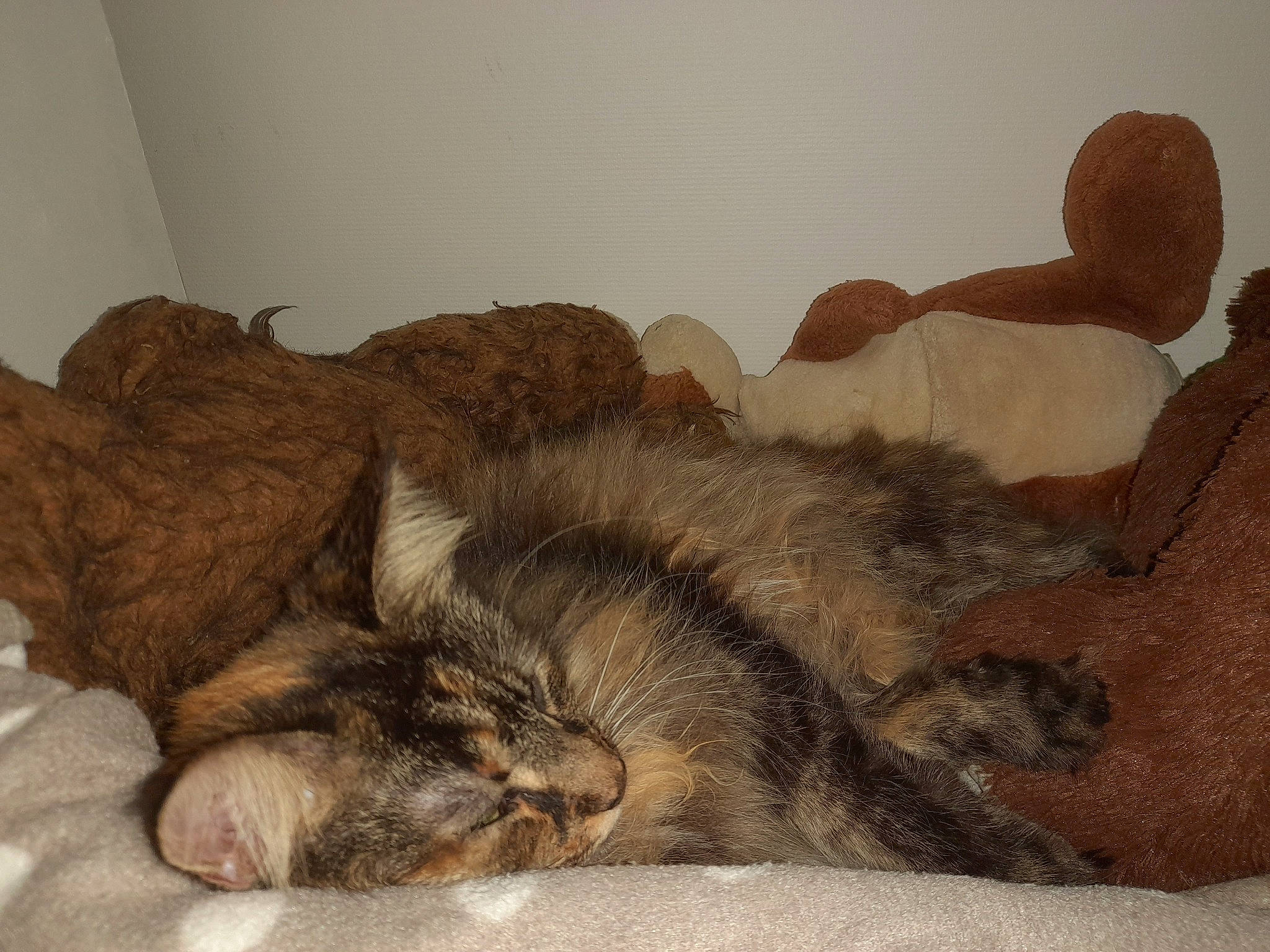 Tess participe au concours pour gagner de l'argent avec cette photo : bed, canidae, carnivore, cat, claw, comfort, dog_breed, domestic_short_haired_cat, fawn, felidae, fur, nap, paw, room, small_to_medium_sized_cats, snout, sporting_group, tail, terrestrial_animal, whiskers