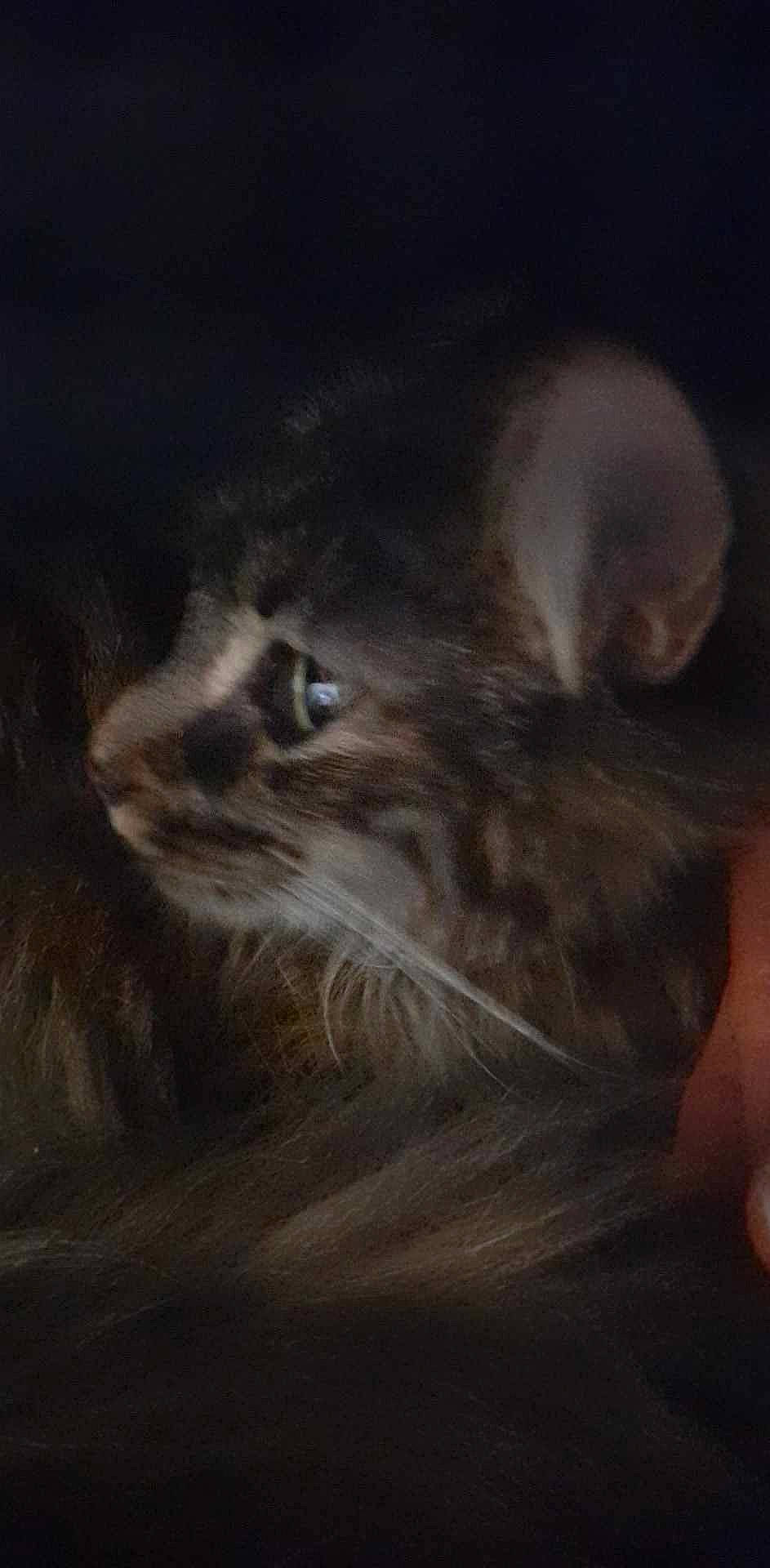 Tess participe au concours pour gagner de l'argent avec cette photo : carnivore, cat, darkness, domestic_short_haired_cat, event, felidae, fur, grey, midnight, monochrome_photography, small_to_medium_sized_cats, snout, tail, terrestrial_animal, whiskers, wildlife, wood