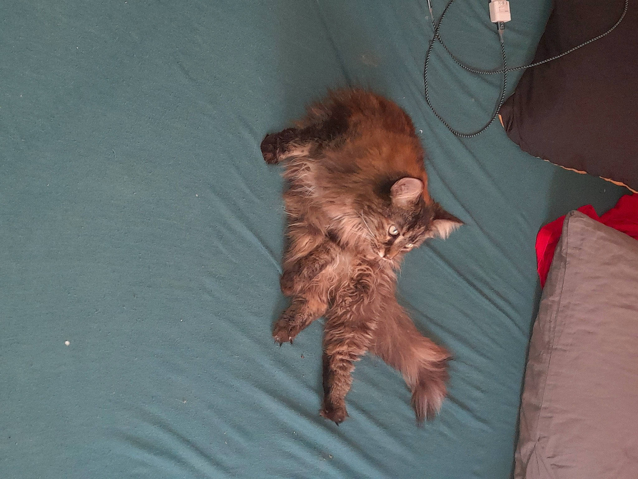 Tess a rejoint le concours — aidez-le/la à gagner de superbes lots ! bat, big_brown_bat, carnivore, claw, comfort, companion_dog, dog_breed, fawn, felidae, fur, linens, liver, small_to_medium_sized_cats, snout, sporting_group, tail, terrestrial_animal, whiskers, wildlife, wood