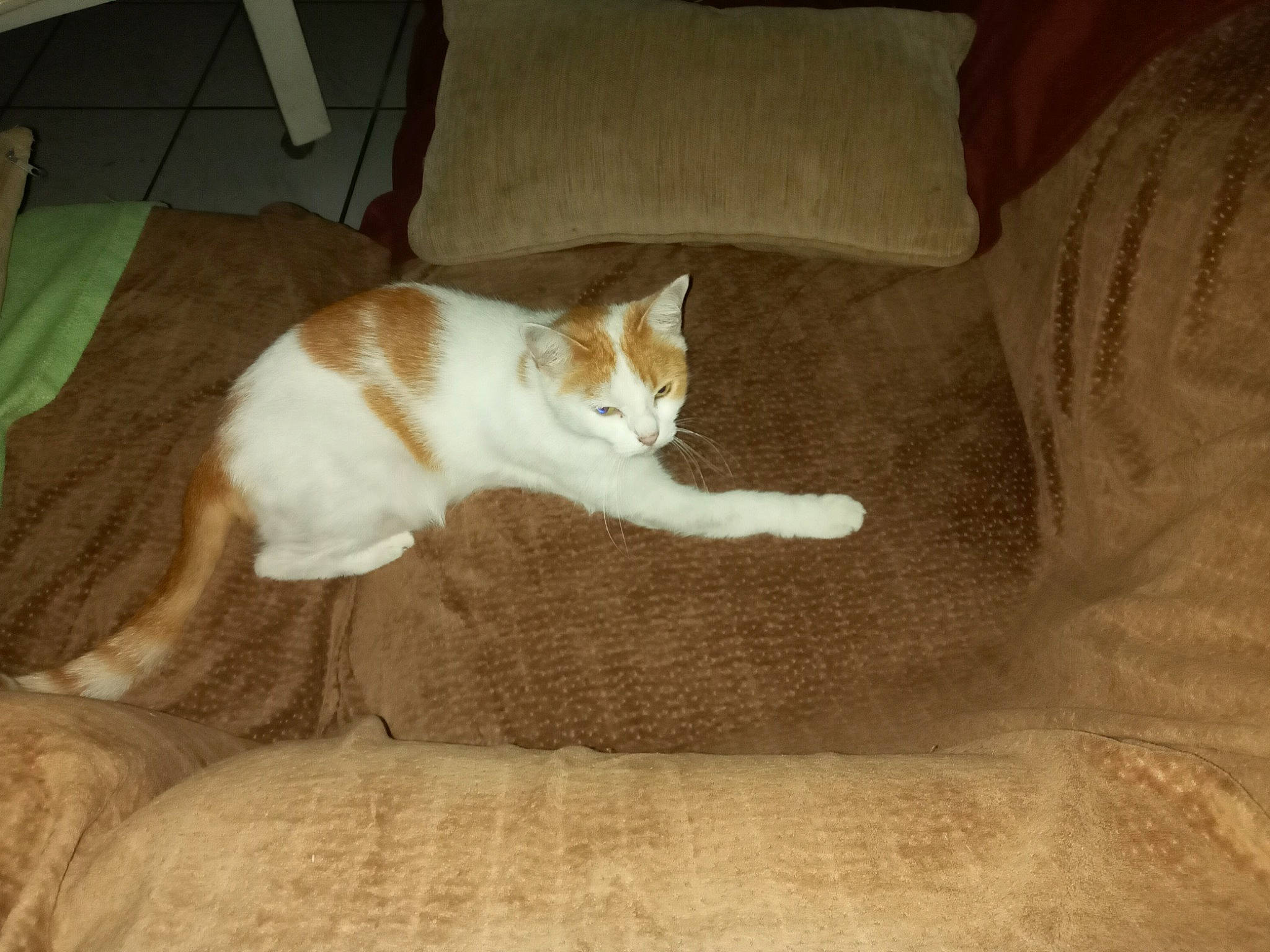 Cacahouette participe au concours pour gagner de l'argent avec cette photo : aegean_cat, american_wirehair, carnivore, cat, domestic_short_haired_cat, european_shorthair, fawn, felidae, fur, kitten, polydactyl_cat, small_to_medium_sized_cats, tail, turkish_van, whiskers, wood