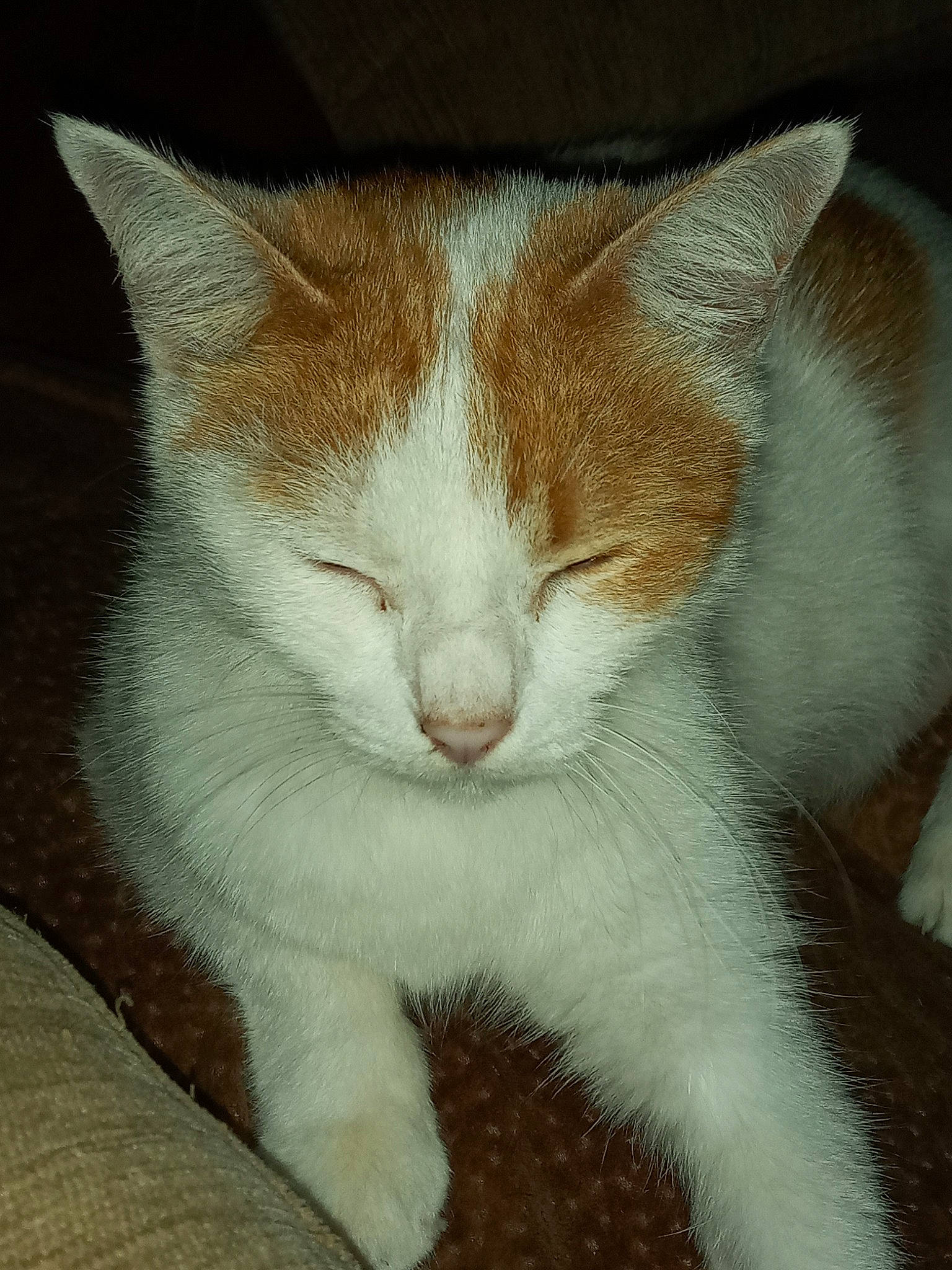 Cacahouette a rejoint le concours — aidez-le/la à gagner de superbes lots ! aegean_cat, american_wirehair, carnivore, cat, domestic_short_haired_cat, fawn, felidae, german_rex, kitten, mammal, small_to_medium_sized_cats, snout, vertebrate, whiskers