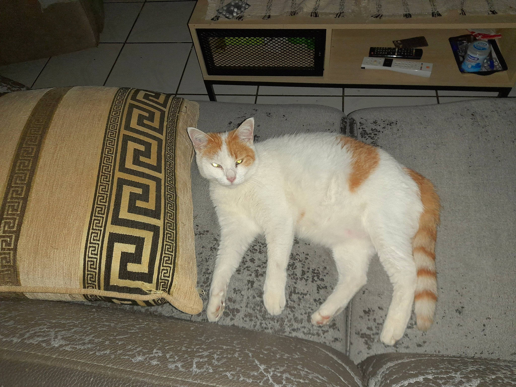 Cacahouette a rejoint le concours — aidez-le/la à gagner de superbes lots ! box, carnivore, cat, comfort, domestic_short_haired_cat, fawn, felidae, floor, flooring, fur, hardwood, input_device, office_equipment, paw, peripheral, small_to_medium_sized_cats, snout, tail, whiskers, wood