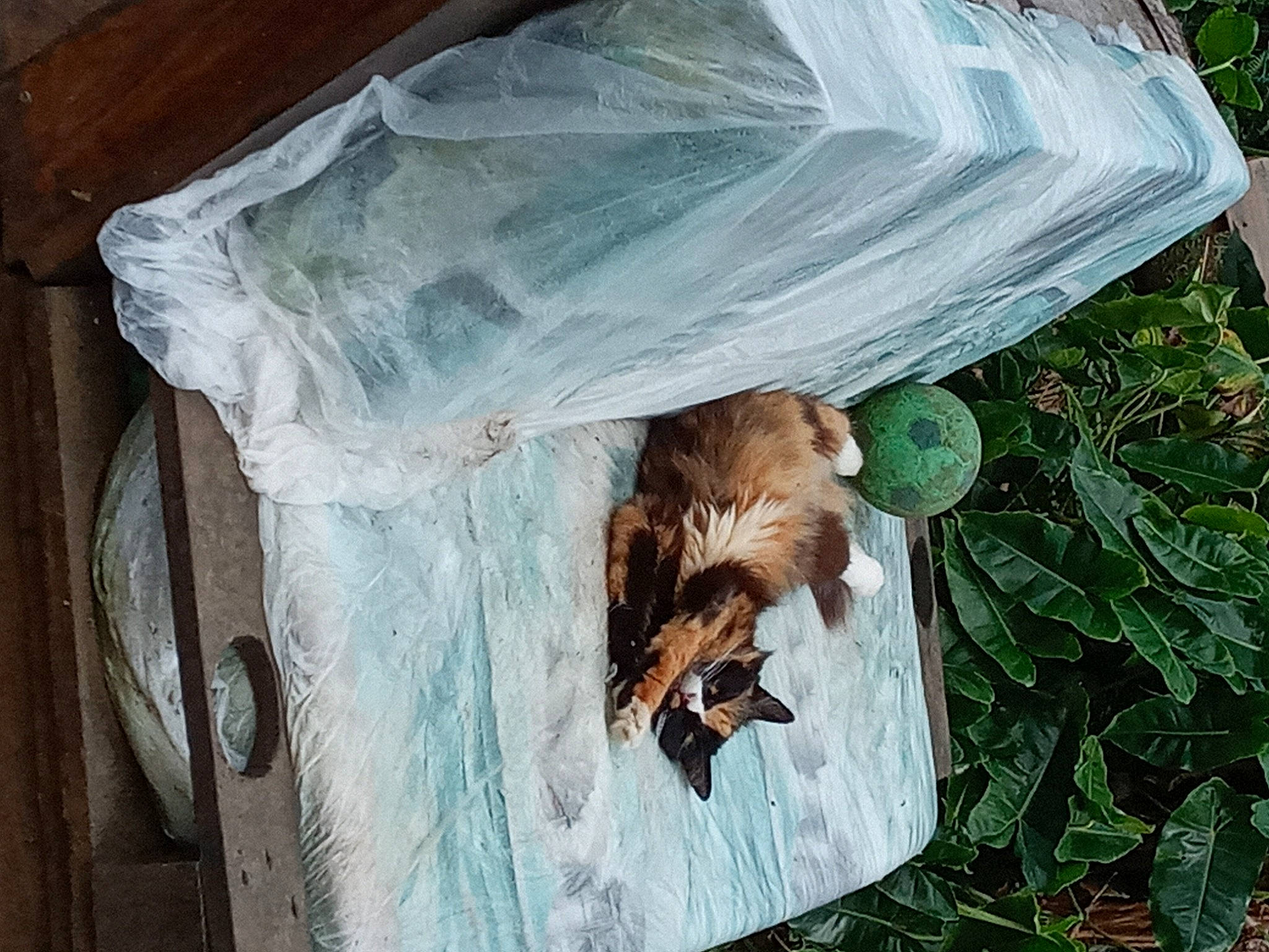 Fripouile participe au concours pour gagner de l'argent avec cette photo : fawn, plastic_bag, sporting_group